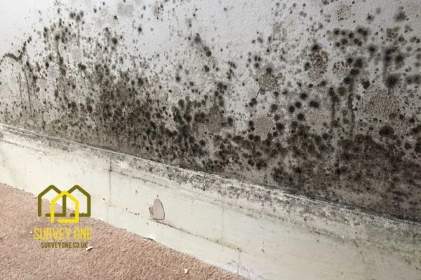 What’s the First Step to Take When You Notice Damp on a Party Wall Southampton?
